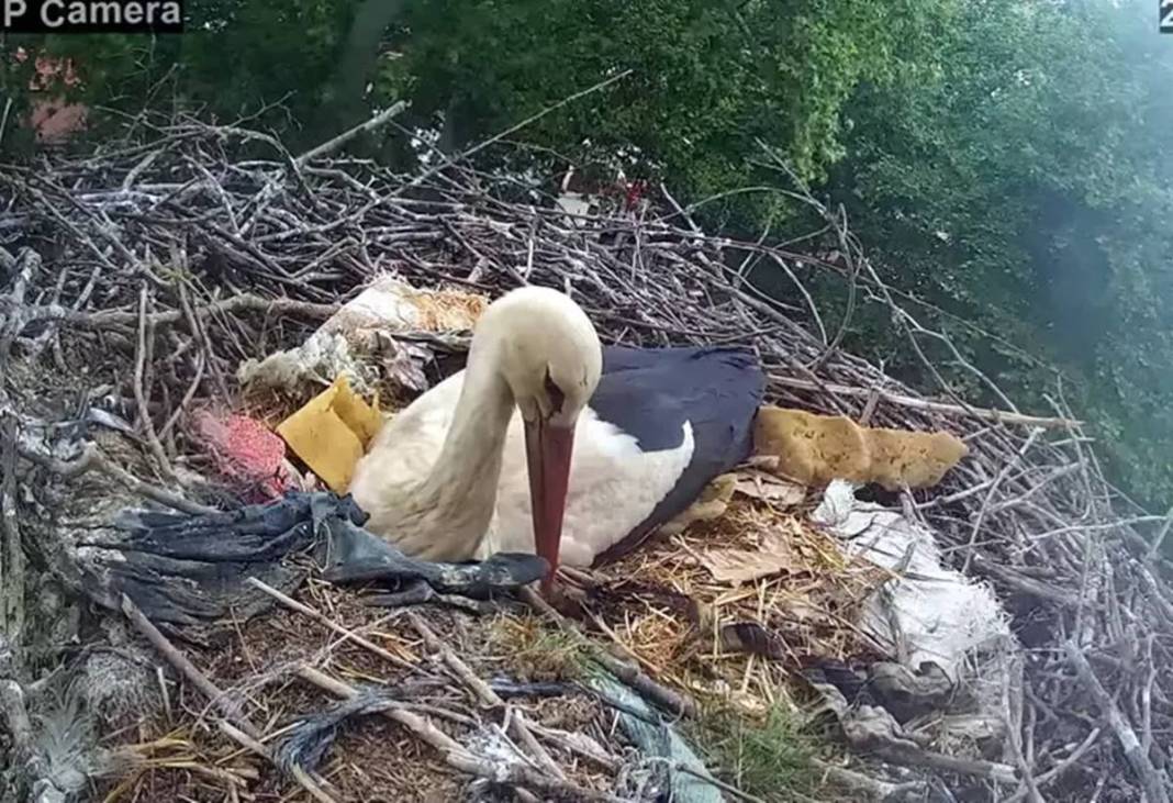 Sadık leylek, 20 yıldır o kentteki aynı elektrik direğine gelip yuva yapıyor! Mahalleli, leyleğe isim bile vermiş 4